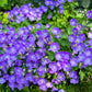 1000 TUSSOCK BELLFLOWER (Carpathian Bellflower) Campanula Carpatica Flower Seeds