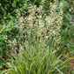 100 WHITE CAMAS Anticlea Elegans Zigadenus Camass Alkali Native Flower Seeds