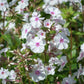20 MEADOW PHLOX Maculata Mixed Colors Wild Sweet William Native Hummingbird Flower Seeds