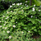 40 White OAK LEAF HYDRANGEA Quercifolia Shrub Flower Seeds