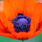 100 PRINCE of ORANGE POPPY Oriental Poppy Papaver Orientale Perennial Flower Seeds