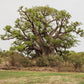 5 African BAOBAB TREE Adansonia Digitata Monkey Bread Judas Fruit Seeds