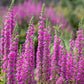 1000 PINK WINGED LOOSESTRIFE Lythrum Alatum Flower Seeds