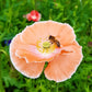 2000 MIXED Colors SHIRLEY POPPY ( aka Corn / Field / Flanders ) Papaver Rhoeas Flower Seeds