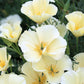 1000 WHITE CALIFORNIA POPPY Eschscholzia Californica Flower Seeds
