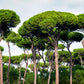 5 Pine Nut ITALIAN STONE PINE Pinus Pinea Umbrella Tree Seeds
