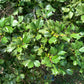 40 AMERICAN HOLLY Ilex Opaca Tree Shrub Evergreen Red Berry Seeds - aka White Holly, Prickly Holly, Christmas Holly, Yule Holly