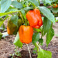 50 ORANGE Sun BELL PEPPER Sweet Capsicum Vegetable Seeds