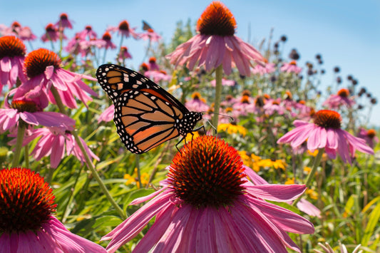 50 PINK BABY CONEFLOWER Echinacea Pallida Flower Seeds