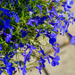200 Electric Blue MONSOON LOBELIA Erinus Flower Seeds