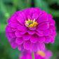 250 PURPLE PRINCE ZINNIA Elegans Flower Seeds