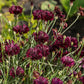 25 Black Garnet BACHELOR'S BUTTON / CORNFLOWER Centaurea Cyanus Flower Seeds