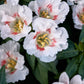 500 DOUBLE DEUCES GODETIA Grandiflora Clarkia Amoena Mixed Colors & Bicolor Flower Seeds