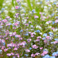 100 Mixed FORGET ME NOT Pink Blue White Mix Myosotis Alpestris Flower Seeds *Flat Shipping