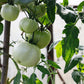 50 WHITE Wonder BEEFSTEAK TOMATO Lycopersicon 1 - 2 lb Fruit Vegetable Seeds