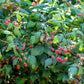 100 RED RASPBERRY Rubus Idaeus Fruit Bush Vine Seeds