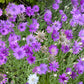 300 IMMORTELLE IMMORTAL MIX Xeranthemum Paper Daisy Everlasting Flower Seeds