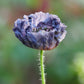 50 Organic AMAZING GREY POPPY Papaver Rhoeas Silvery Gray Flower Seeds