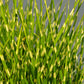 10 ZEBRA GRASS Variegated Maiden Grass Miscanthus Sinensis Zebrinus aka Chinese or Japanese Silver Grass / Plume Grass / Eulalia Seeds