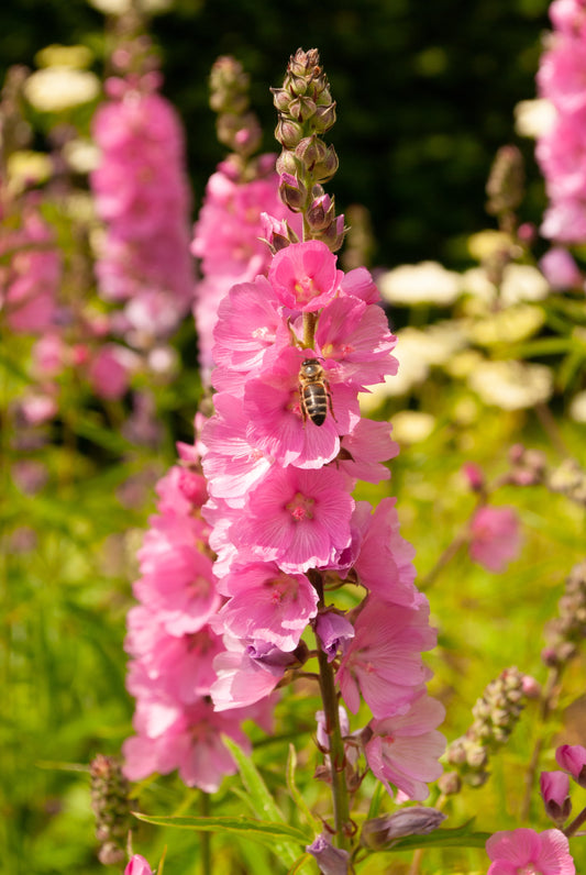 50 PINK CHECKERMALLOW Sidalcea Hendersonii Henderson's Checkerbloom Flower Seeds