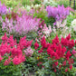 50 MIXED Colors ASTILBE BUNTER Astilbe Simplicifolia Shade Red White Purple Pink Flower Seeds