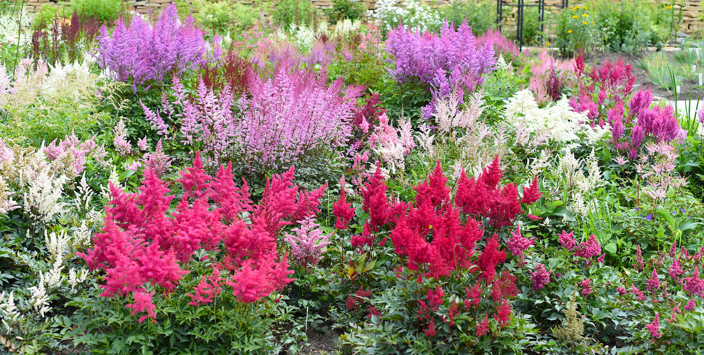 50 MIXED Colors ASTILBE BUNTER Astilbe Simplicifolia Shade Red White Purple Pink Flower Seeds