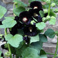 25 BLACK HOLLYHOCK Alcea Rosea Nigra Flower Seeds