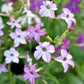 100 Heirloom MIXED COLORS NICOTIANA (Ornamental Flowering Tobacco) Nicotiana Alata Flower Seeds