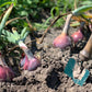 250 RED BURGUNDY ONION Allium Cepa Vegetable Seeds