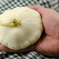 50 WHITE Bush SCALLOP SQUASH (Patty Pan / Paty Pan / Squanter Squash) Summer Cucurbita Pepo Vegetable Seeds
