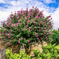 25 Dark Pink ROSE Of SHARON HIBISCUS Syriacus Flower Tree Bush Seeds