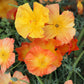 1000 MIXED Colors CALIFORNIA POPPY (Ballerina / Mission Bells) Eschscholzia Californica Flower Seeds