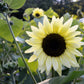 50 VANILLA ICE SUNFLOWER Two Tone Light Yellow Helianthus Annuus Flower Seeds