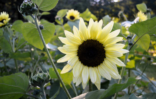 50 VANILLA ICE SUNFLOWER Two Tone Light Yellow Helianthus Annuus Flower Seeds