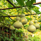 20 BIRDHOUSE GOURD (Hard Shelled Gourd / Calabash) Lagenaria Siceraria Vine Seeds