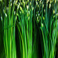 250 GARLIC CHIVE Allium Tuberosum Vegetable Seeds