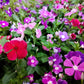 100 DWARF Little MIX PERIWINKLE / Vinca Rosea Flower Seeds