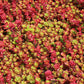 50 Red DRAGONS BLOOD SEDUM Stonecrop Sedum Spurium Flower Seeds