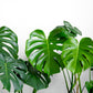 5 Organic SPLIT LEAF PHILODENDRON Monstera Deliciosa Swiss Cheese Plant Vine Seeds