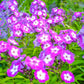 20 MEADOW PHLOX Maculata Mixed Colors Wild Sweet William Native Hummingbird Flower Seeds