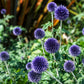 25 Blue GLOBE THISTLE Echinops Ritro Southern Globethistle Pollinator Flower Seeds