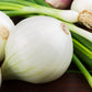 500 Sweet WHITE SPANISH ONION Allium Cepa Vegetable Seeds
