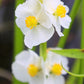 500 White Broadleaf ARROWHEAD Sagittaria Latifolia POND WETLAND Flower Seeds