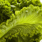 500 OLD FASHIONED MUSTARD Ragged Edge Brassica Juncea Vegetable Seeds