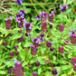 100 HEAL ALL Self Heal Prunella Vulgaris Purple Herb Flower Seeds