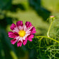 200 COSMOS SEASHELLS Cosmos Bipinnatus Sea Shells Flower Seeds