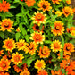 250 ZIN MASTER ZINNIA Mix Elegans Mixed Colors Flower Seeds