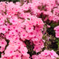 100 Mixed Colors DRUMMOND PHLOX MIX Pink, Red, White, Purple Phlox Drummondii Flower Seeds