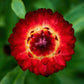 100 Red FIRE BALL STRAWFLOWER Xerochrysum Bracteatum Helichrysum Monstrosum Flower Seeds