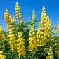 50 GOLDEN LUPINE Lupinus Densiflorus Yellow Hummingbird Flower Seeds